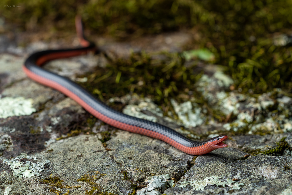 Western Worm Snake