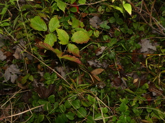 Rubus steelei