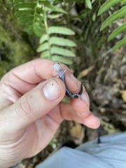 Plethodon caddoensis