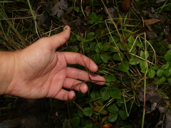 Rubus steelei