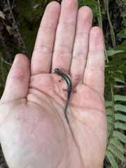 Plethodon caddoensis