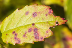 Diplocarpon
