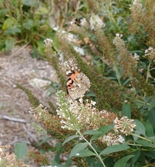 Vanessa cardui