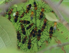 Oncopeltus spectabilis