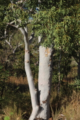 Eucalyptus houseana