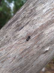 Cephalotes pusillus