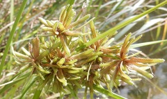Cyperus ochraceus