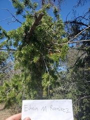 Pseudotsuga macrocarpa