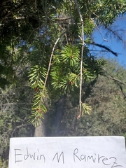 Pseudotsuga macrocarpa