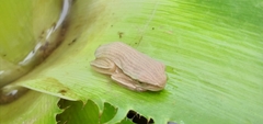 Boana leptolineata
