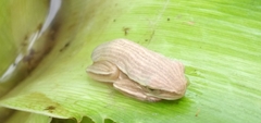 Boana leptolineata