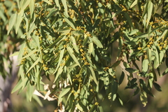 Eucalyptus houseana
