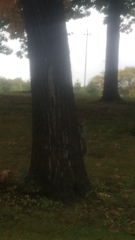 Sciurus carolinensis