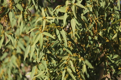 Eucalyptus houseana