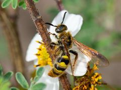Xanthocampsomeris completa
