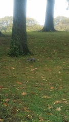 Sciurus carolinensis