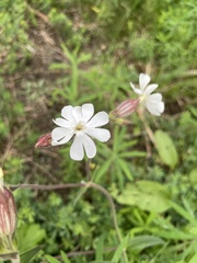 Silene latifolia