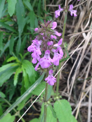 Stachys drummondii