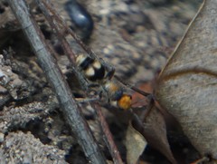 Dasymutilla chalcocephala