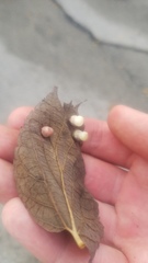 Pachypsylla celtidismamma