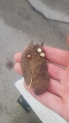 Pachypsylla celtidismamma