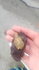 Pachypsylla celtidismamma