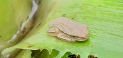 Fine-lined Treefrog
