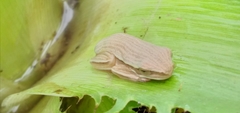 Boana leptolineata