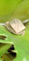 Boana leptolineata
