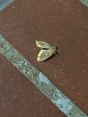 Euproctis quadrangularis