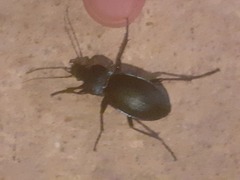 Carabus violaceus picenus