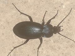 Carabus violaceus picenus