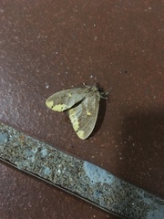 Euproctis quadrangularis