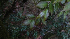 Fagus hayatae