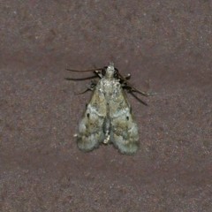 Cacotherapia flexilinealis