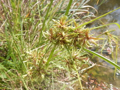 Cyperus ochraceus