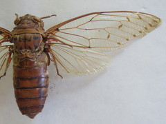 Megapomponia imperatoria