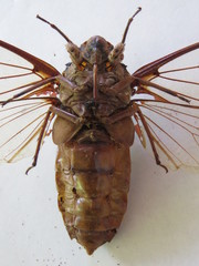 Megapomponia imperatoria