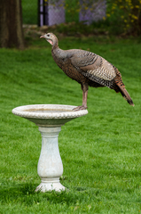 Wild Turkey photo 6