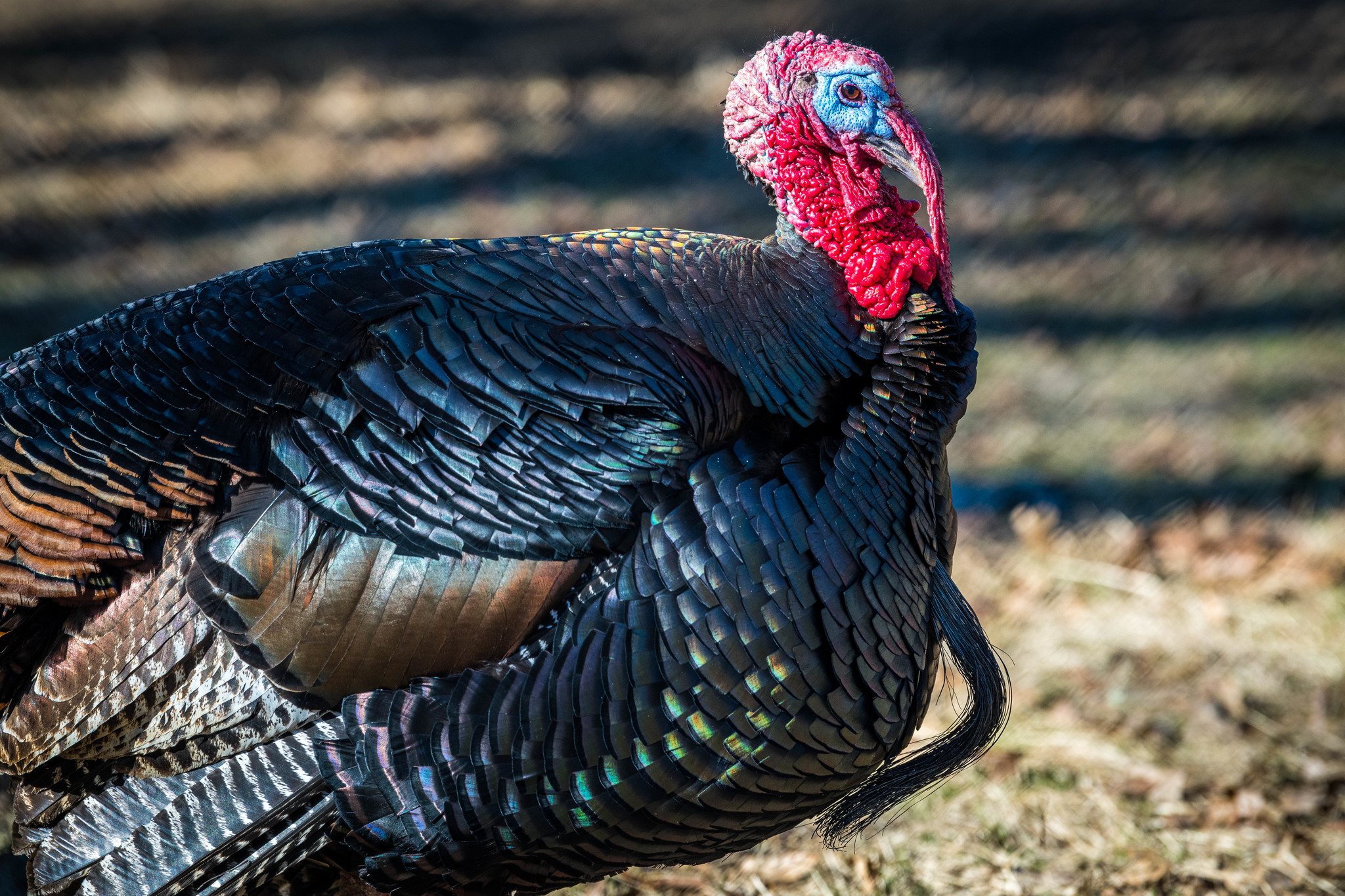 Maryland Biodiversity Project - Wild Turkey (Meleagris gallopavo)