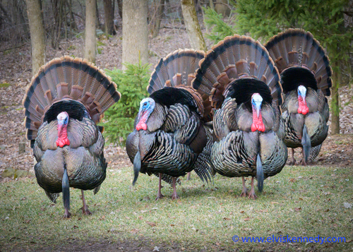 Wild Turkey, photo 9 of 9