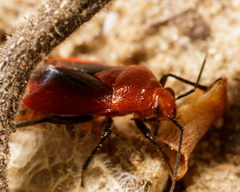 Tropidosteptes cardinalis