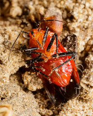 Tropidosteptes cardinalis