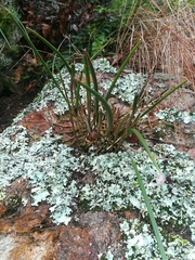 Brassavola nodosa