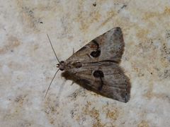 Zebeeba falsalis
