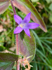 Campanula glomerata farinosa