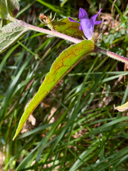 Campanula glomerata farinosa