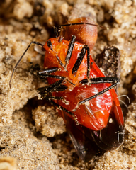 Tropidosteptes cardinalis