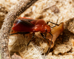 Tropidosteptes cardinalis