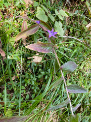 Campanula glomerata farinosa